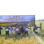Perkuat Ketahanan Pangan Nasional, Dandim 1015/Sampit Dampingi Pangdam XXII/TB, Gubernur, dan Kapolda Kalteng Hadiri Panen Raya Padi