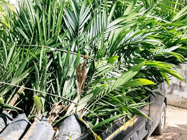 Penipuan Berkedok Membawa Nama Mantan Wakil Bupati Melawi.