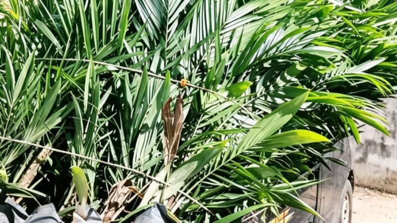 Penipuan Berkedok Membawa Nama Mantan Wakil Bupati Melawi.