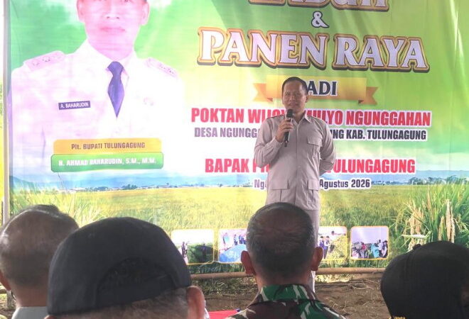 Dihadiri PLT Bupati Tulungagung Masyarakat Desa Ngunggahan Kecamatan Bandung Gelar Labuh Serentak dan Panen Raya Padi