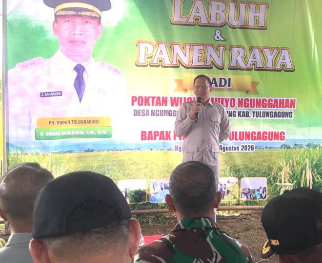 Dihadiri PLT Bupati Tulungagung Masyarakat Desa Ngunggahan Kecamatan Bandung Gelar Labuh Serentak dan Panen Raya Padi