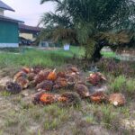 Unit Reskrim Polsek Mentaya Hulu Amankan 2 Pelaku Pencurian TBS Sawit di Kebun PT AKPL Sinarmas Group