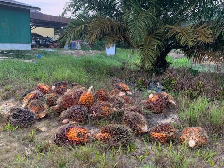 Unit Reskrim Polsek Mentaya Hulu Amankan 2 Pelaku Pencurian TBS Sawit di Kebun PT AKPL Sinarmas Group