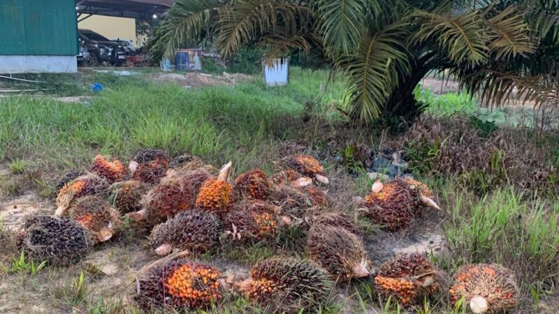 Unit Reskrim Polsek Mentaya Hulu Amankan 2 Pelaku Pencurian TBS Sawit di Kebun PT AKPL Sinarmas Group
