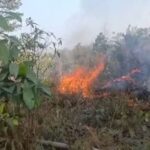 DI MUSIM KEMARAU BERHATI-HATILAH TERHADAP SIJAGO MERAH