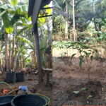 MUSIM KEMARAU PANJANG BERDAMPAK PACEKLIK BAGI PARA PETANI DI TANJUNG ENIM, AWAS DAN WASPADA BENCANANA KEBAKARAN.
