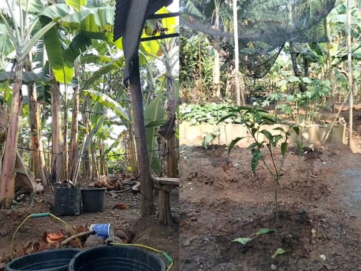 MUSIM KEMARAU PANJANG BERDAMPAK PACEKLIK BAGI PARA PETANI DI TANJUNG ENIM, AWAS DAN WASPADA BENCANANA KEBAKARAN.