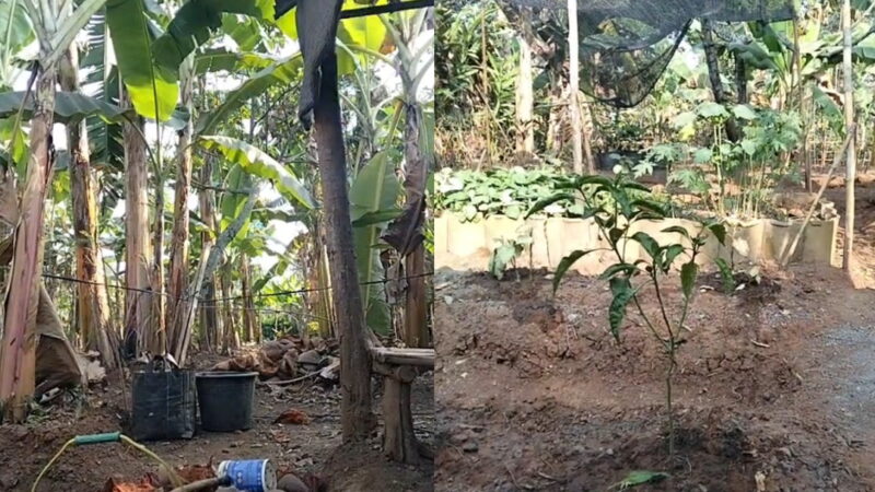 MUSIM KEMARAU PANJANG BERDAMPAK PACEKLIK BAGI PARA PETANI DI TANJUNG ENIM, AWAS DAN WASPADA BENCANANA KEBAKARAN.