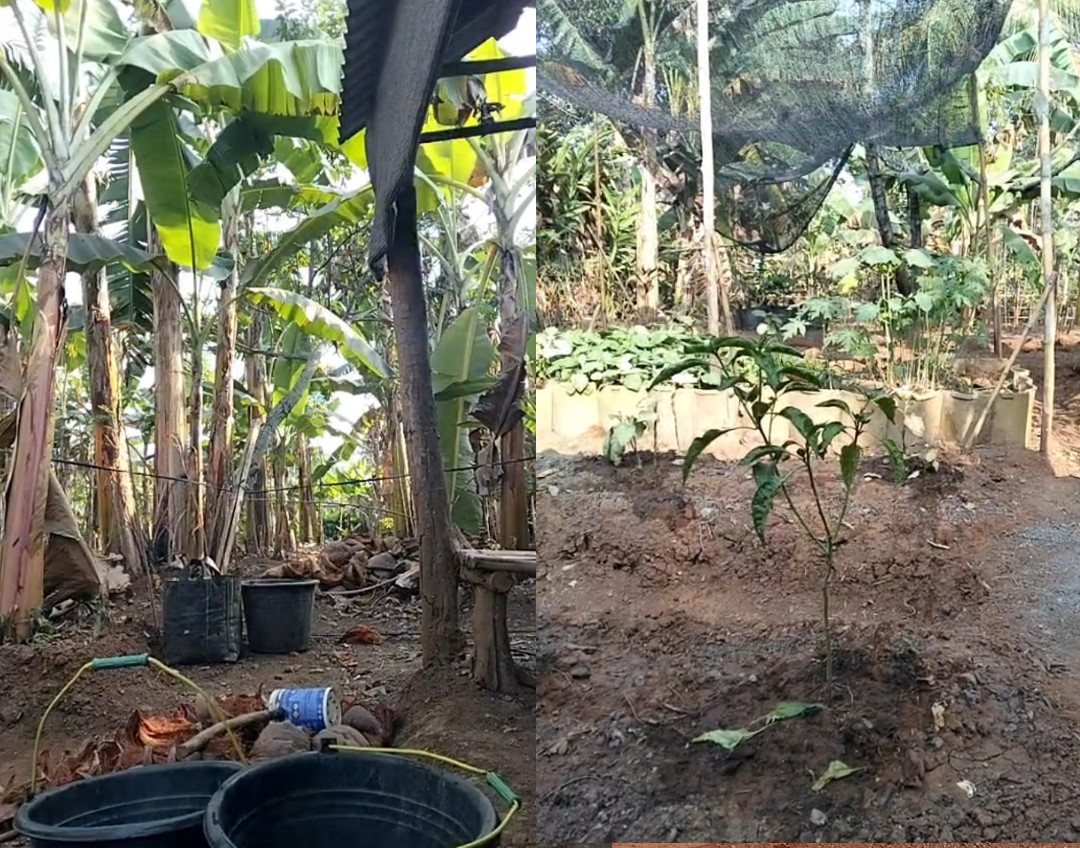 MUSIM KEMARAU PANJANG BERDAMPAK PACEKLIK BAGI PARA PETANI DI TANJUNG ENIM, AWAS DAN WASPADA BENCANANA KEBAKARAN.