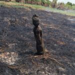 Sisa Karhutla di Kotim Ungkap Penemuan Sapundu Kuno Yang Ikut Terbakar
