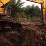 Diduga Tumbangkan Kelapa Sawit Warga Pakai Eksavator, Oknum Diadukan ke Mantir Adat Dayak Tomun.