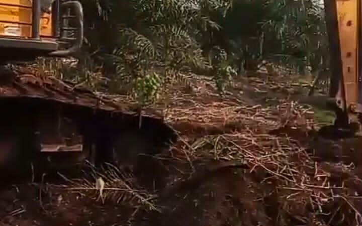 Diduga Tumbangkan Kelapa Sawit Warga Pakai Eksavator, Oknum Diadukan ke Mantir Adat Dayak Tomun.