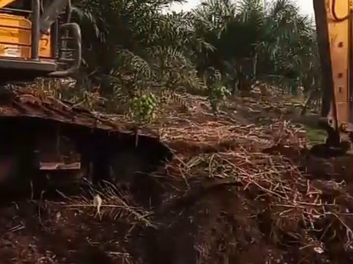 Diduga Tumbangkan Kelapa Sawit Warga Pakai Eksavator, Oknum Diadukan ke Mantir Adat Dayak Tomun.