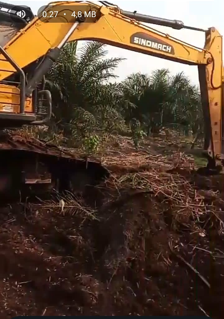 Diduga Tumbangkan Kelapa Sawit Warga Pakai Eksavator, Oknum Diadukan ke Mantir Adat Dayak Tomun.