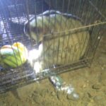 Gangguan Listrik Mendadak di Desa Pingku dan Sekitarnya, Petugas PLN Gerak Cepat Tangani Korsleting Akibat Hewan Liar