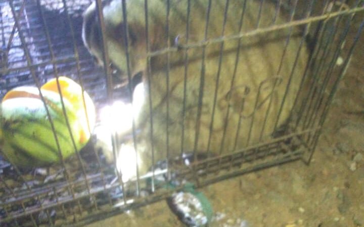 Gangguan Listrik Mendadak di Desa Pingku dan Sekitarnya, Petugas PLN Gerak Cepat Tangani Korsleting Akibat Hewan Liar