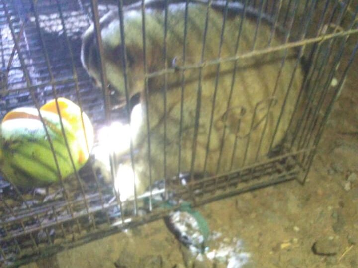 Gangguan Listrik Mendadak di Desa Pingku dan Sekitarnya, Petugas PLN Gerak Cepat Tangani Korsleting Akibat Hewan Liar