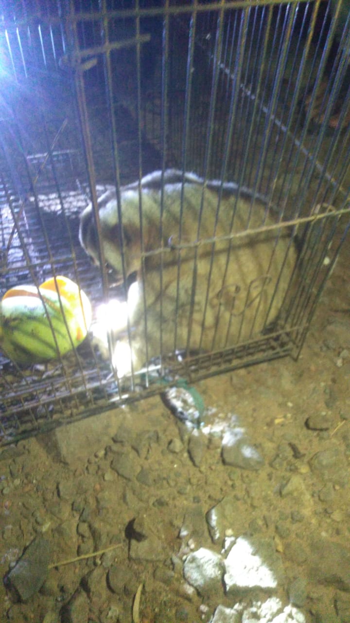 Gangguan Listrik Mendadak di Desa Pingku dan Sekitarnya, Petugas PLN Gerak Cepat Tangani Korsleting Akibat Hewan Liar